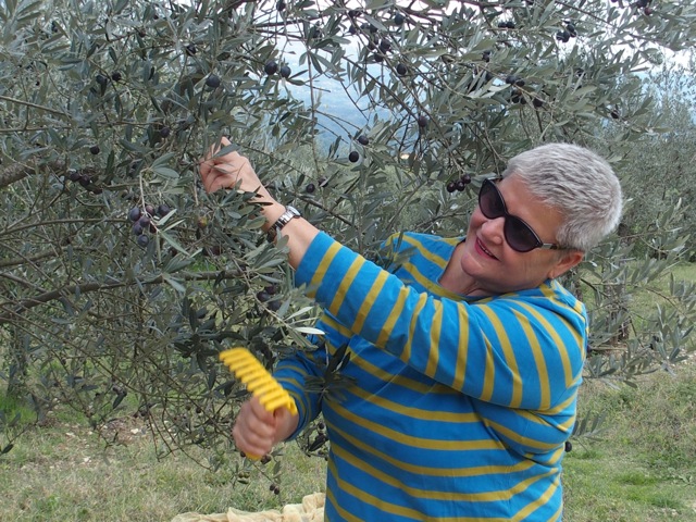 Oliivit oli korjattava talteen ja osallistuin ainakin kuvan ottamisen ajan poimintaan.