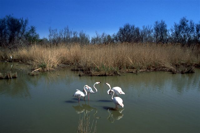Flamingoja Camarguen luonnonpuistossa
