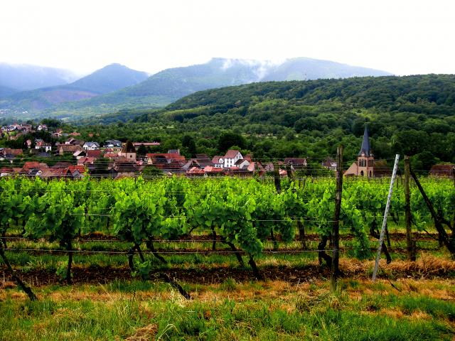 Viinipeltoa Alsace