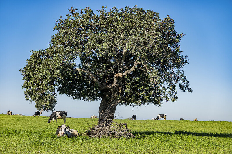 Lehmä ja puu Ragusa